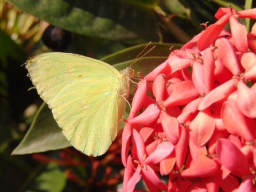 Desconectarse Mariposa